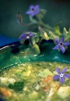 суп с огуречной травой (бораго)